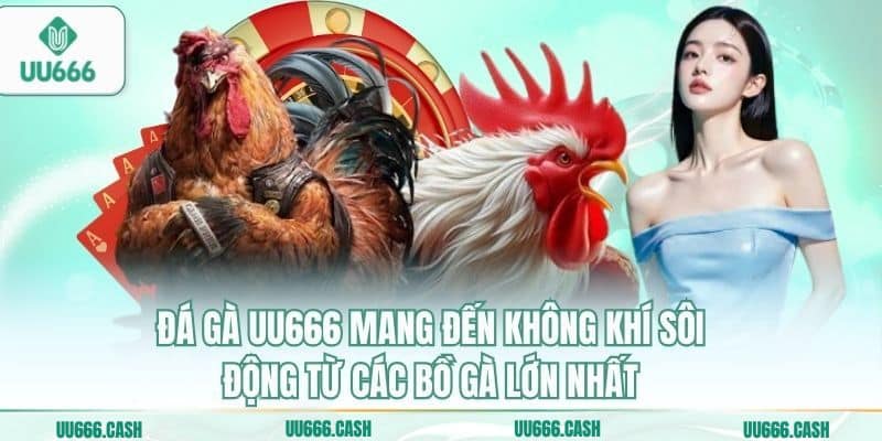 Đá Gà UU666 3 Đá gà UU666 mang đến không khí sôi động từ các bồ gà lớn nhất